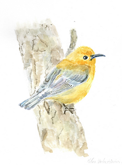 Pássaro sobre galho