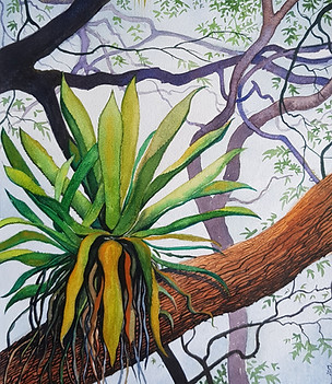 Bromélia, Aquarela sobre Canson Guarro, 