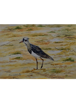 Ave Nômades II (Quero-Quero)