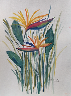 Ave do Paraíso (Flor Estrelícia)