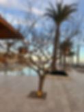IMG_1313.jpeg