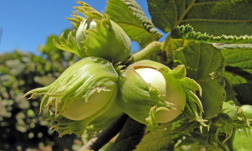 "Primer plano de avellanas europeas (Corylus avellana) en su etapa final de maduración, mostrando algunas nueces ya asomándose de su envoltura verde, con hojas verdes y un fondo desenfocado que representa el entorno agrícola