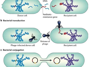 Factors Causing Antimicrobial Resistance ( AMR )