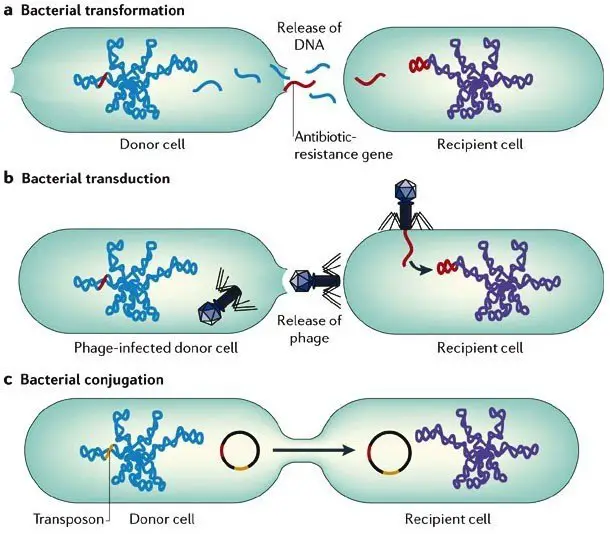 Factors Causing Antimicrobial Resistance ( AMR )