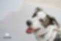 15123236_569941449864849_4977998665386380814_o_edited.jpg