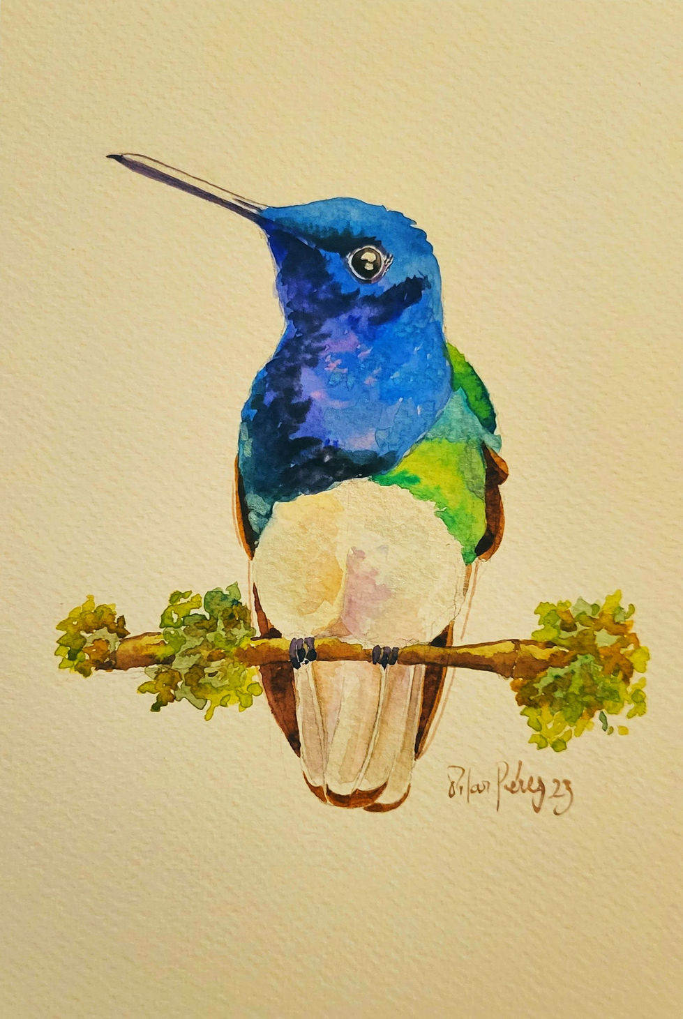 colibri 1