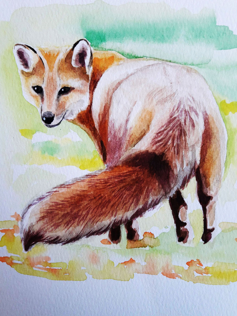 zorrito 2