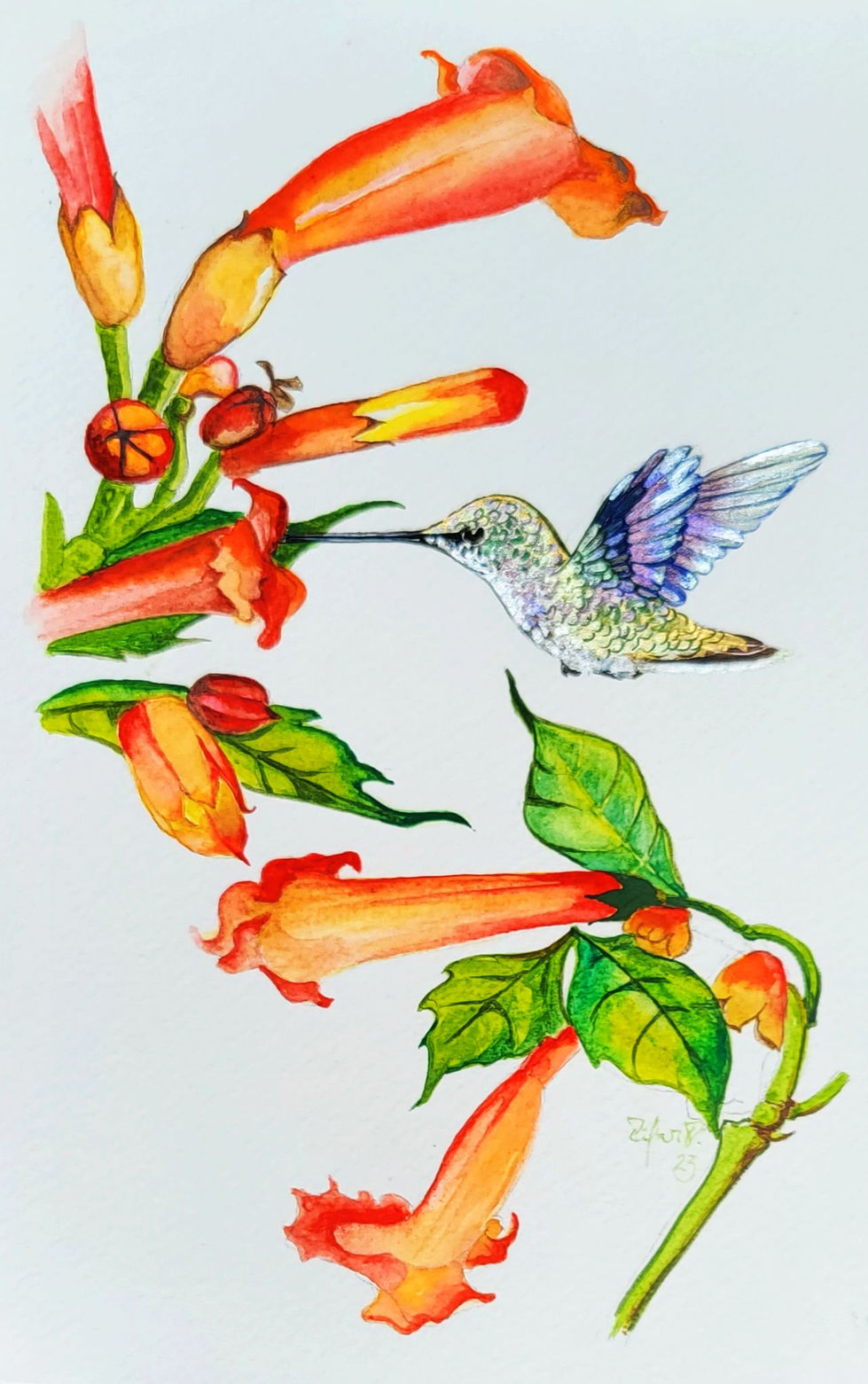 colibri 3