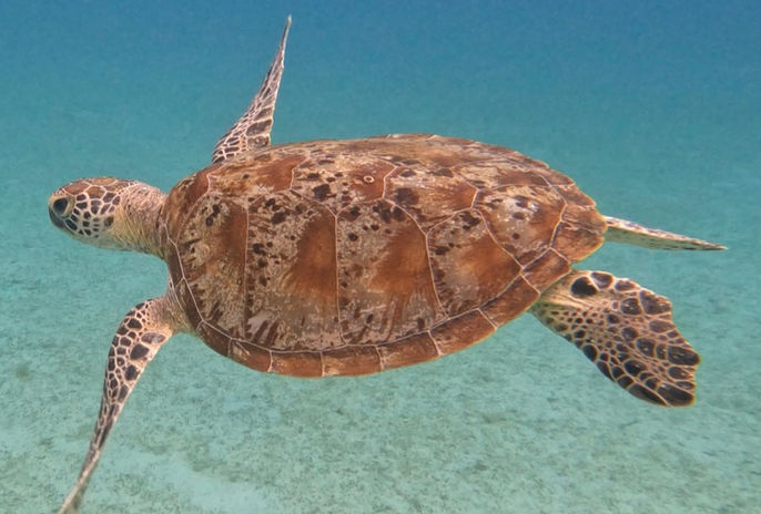 Lumindas Beach Turtle