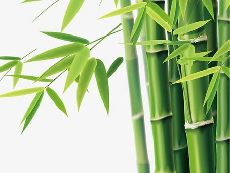 A ESTÓRIA DO BAMBU CHINÊS