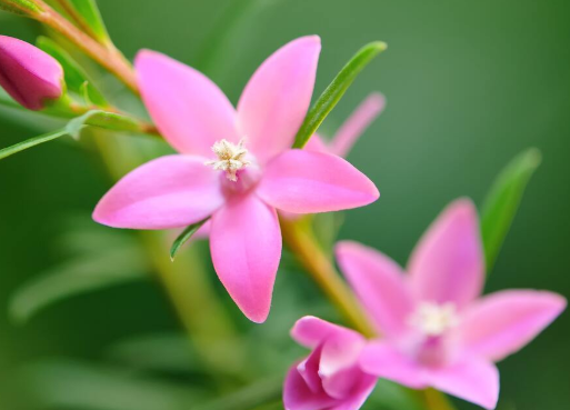 フラワーエッセンス④9月