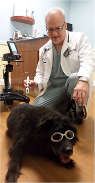 Patches receives K-Laser therapy at Northpaws