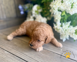 Bella's pup 7.png