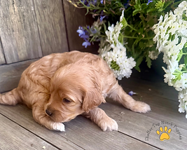 bella's pup 1.png