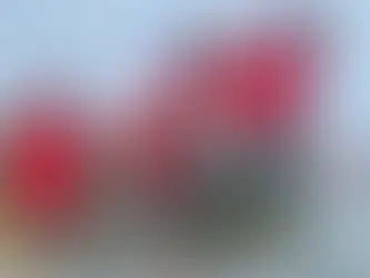 Les U17 haïtiens survolent la Grenade et lancent idéalement leur parcours