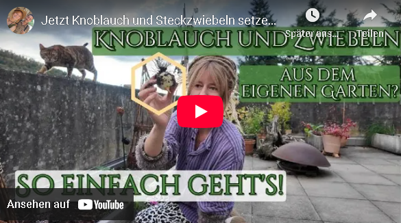 Jetzt Knoblauch und Steckzwiebeln setzen 🧄🧅 Für eine reiche Ernte im Sommer! Balkongarten