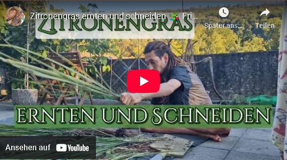 Zitronengras ernten und schneiden 🎋 Frisches Zitronengras aus dem eigenen Garten