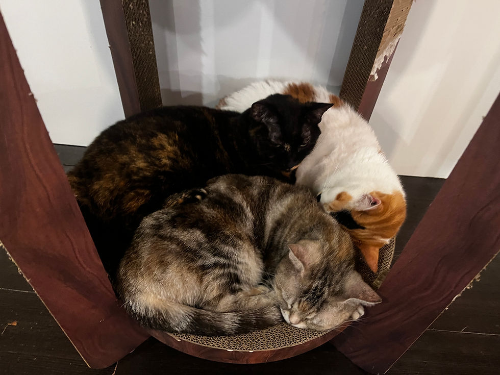 相変わらず寝てます!