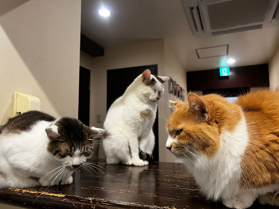 いつものメンバー (いつメン)