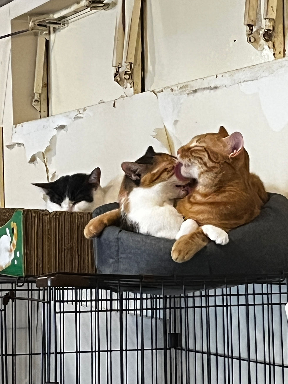 寝ていたらいちゃつかれたギズモの立場よ…