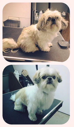 Dog grooming Wolfeboro NH