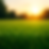 Lush green lawn at sunrise with morning dew, symbolizing professional lawn care and landscaping services