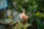 Thumbs up popping out of tropical plants