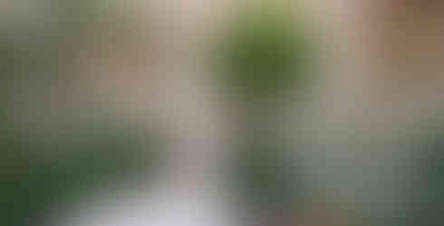 Distrito Perseverancia sax