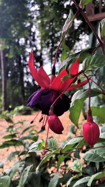 Fuschia