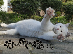 のらねこふぉとす