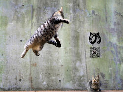 のらねこふぉとす