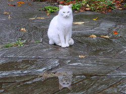 のらねこふぉとす