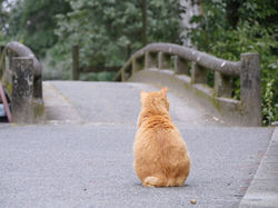 のらねこふぉとす