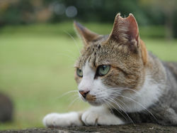 のらねこふぉとす
