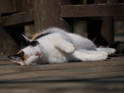のらねこふぉとす