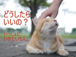 だけどおなじいきもの。