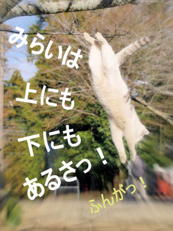 だけどおなじいきもの。