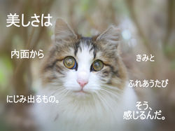 だけどおなじいきもの。
