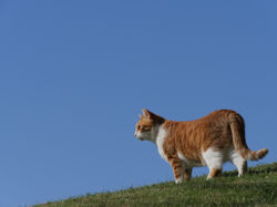 のらねこふぉとす