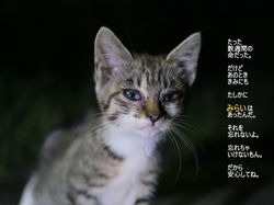 だけどおなじいきもの。