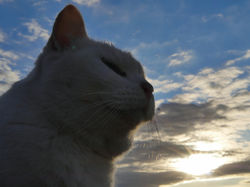 のらねこふぉとす