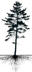 Lone Pine Research tree representing family history research