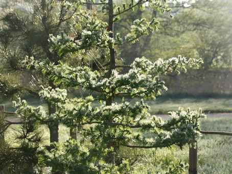 Der Frühling in Bildern