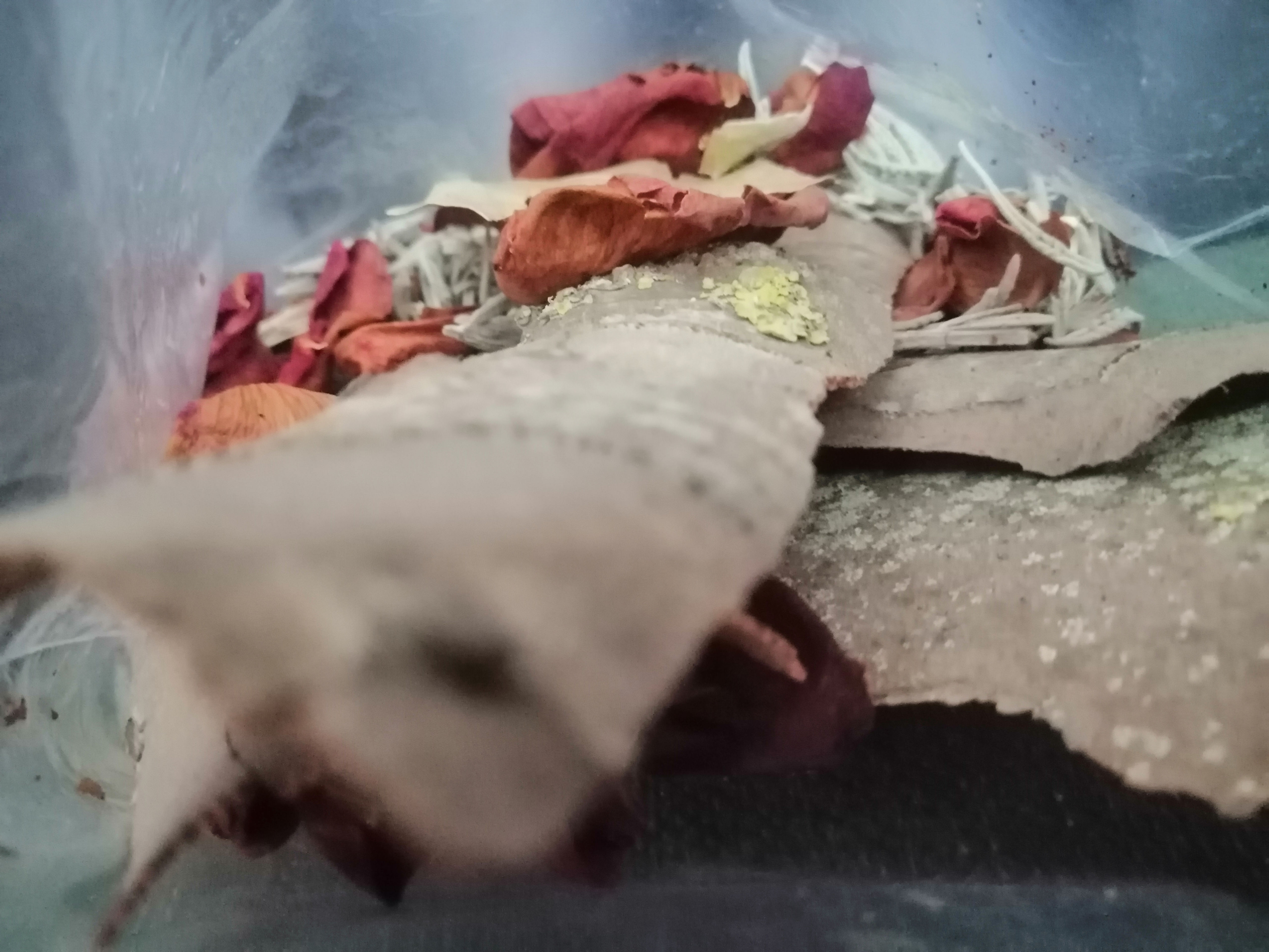 Saquinho Natureza - XXL - Decoração - Aromaterapia