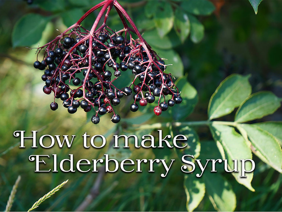 Sen5es elderberry syrup recipe