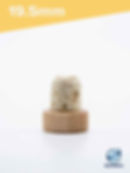 Thumbnail: 19.5mm natural wood top cork front view