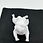 Miniature : Bouledogue allongé blanc