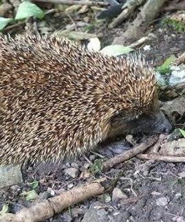 hedgehog.jpg