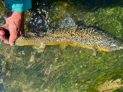 What to Expect on the Bighorn at 1,500 cfs  