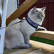 katt_edited.jpg